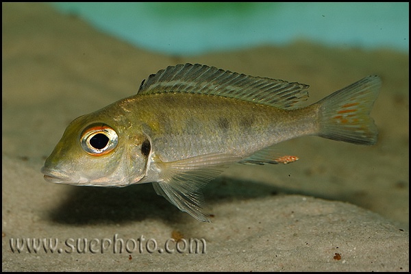 Callochromis macrops 'Katoto'